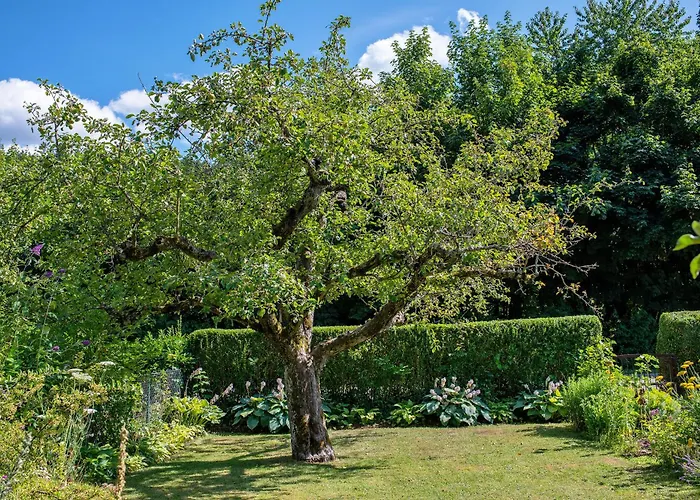 Schwalbennest * بادنويلر